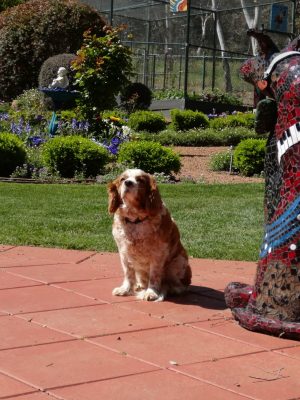 Loyal Friend in the Garden